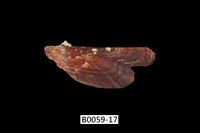 藏品(朱紅鶯蛤)的圖片